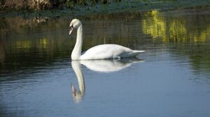 Ένας πανέμορφος κύκνος στη λίμνη της καταλυκής!
