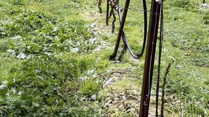 "Πληγωμένη" για ακόμη μια φορά η ύπαιθρος της Κρήτης