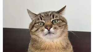 Η γάτα Stepan «συγκέντρωσε» 10.000 δολάρια για τον ζωολογικό κήπο του Χάρκοβο