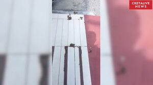 Χιλιάδες κάμπιες "πνίγουν" το κέντρο της Χερσονήσου! 