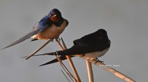 Τα χελιδόνια ήρθαν στο Ναύπλιο