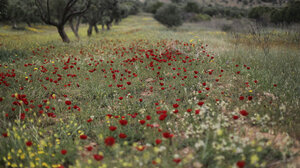 Τριήμερο Πρωτομαγιάς: Άστατος με κατά τόπους λασποβροχές