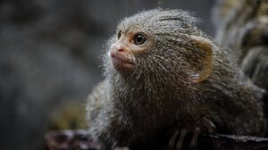 Παράνομες αγγελίες στο facebook προσφέρουν για πώληση απειλούμενα ζώα