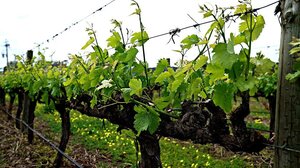 Ένωση Ηρακλείου: Από αύριο οι αιτήσεις για το Πρόγραμμα Αναμπέλωσης