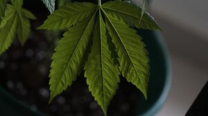 Αστυνομικοί χάλασαν τη …μεταφύτευση των εκατοντάδων δενδρυλλίων