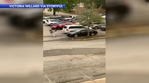 Πλησίασε κατά λάθος φωλιά με χηνάκια και της επιτέθηκε άγρια ο πατέρας