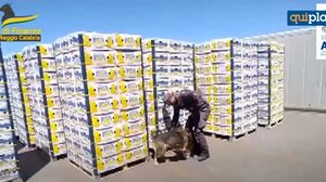 "Μπλόκο” σε 654 κιλά κοκαΐνης – Είχαν προορισμό το λιμάνι της Θεσσαλονίκης