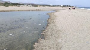Έρευνα του ΕΛΚΕΘΕ για τα νεκρά ψάρια στον Αποσελέμη