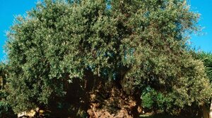 Κοπή Κότινου από την Μνημειακή Ελιά των Βουβών του Δήμου Πλατανιά