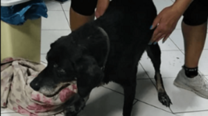 Χειροπέδες στον ιδιοκτήτη σκύλου που τον έσερνε δεμένο στον προφυλακτήρα