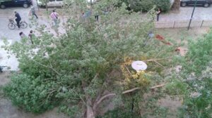 Ξεριζώθηκε δένδρο από τους ισχυρούς ανέμους