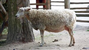 Ζωοκλοπή: Το γενετικό υλικό στο μπουκάλι νερού οδήγησε στη σύλληψη 41χρονου