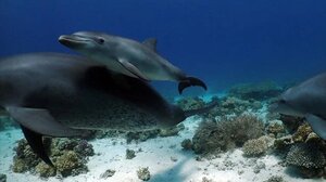 Δείτε τα δελφίνια την ώρα που κάνουν... σπα!