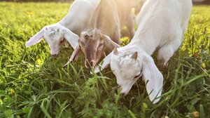 Βιολογική κτηνοτροφία: Η χαμηλή μοριοδότηση «έκοψε» κτηνοτρόφους