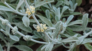 Η μαλοτήρα της Κρήτης που έγινε «όπλο» στην πανδημία 