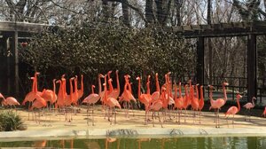 Αλεπού εισέβαλε σε ζωολογικό κήπο και σκότωσε 25 φλαμίνγκο