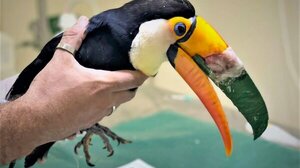 Τουκάν έσπασε το ράμφος του και του έφτιαξαν καινούργιο με 3D εκτυπωτή!