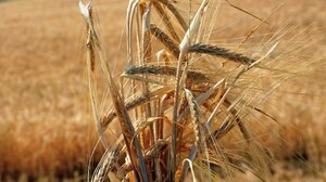 Λουχάνσκ: Σύντομα στη Ρωσία "απελευθερωμένο σιτάρι"