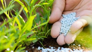 Λιπάσματα: Υψηλά παρέμεινε η χρήση αζώτου και φωσφόρου στη γεωργία