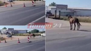 Αφηνιασμένο άλογο βγήκε στην εθνική οδό και άρχισε να καλπάζει