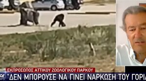 Αντιδράσεις για τη θανάτωση του χιμπατζή - Τι υποστηρίζει ο ιδιοκτήτης του Αττικού Πάρκου