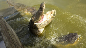 Άνδρας έχασε τη ζωή του μετά από επίθεση αλιγάτορα, ενώ έψαχνε για φρίσμπι σε λίμνη! 