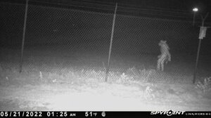 Άνδρας με κοστούμι, ζώο ή κάτι άλλο; Το μυστήριο πλάσμα που «συνέλαβε» κάμερα στο Τέξας