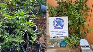 Συνελήφθη άνδρας που καλλιεργούσε 21 δενδρύλλια κάνναβης στην αυλή του