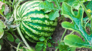 Καλλιεργήθηκαν με επιτυχία καρπούζια στην… Ανταρκτική - Βίντεο