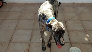 Βρέθηκε σκυλάκι στην περιοχή του Ανισσαρά