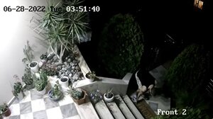 Μπήκε στην αυλή κι έκλεψε ... το χαλάκι!