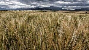 Το Κίεβο έχει απολέσει το ένα τέταρτο των καλλιεργειών