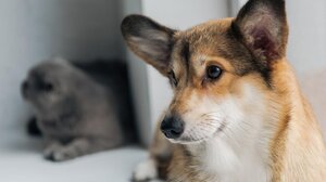 Φρίκη στην Ισπανία: 32 σκυλιά πέθαναν από πείνα σε αγρόκτημα - Είχαν εγκαταλειφθεί χωρίς τροφή και νερό επί μήνες