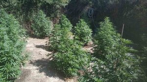 Είχε στήσει τη φυτεία κάνναβης δίπλα στο μιτάτο