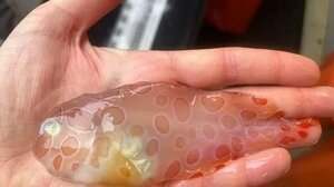 Διάφανο ψάρι ζει αόρατο από τους εχθρούς του