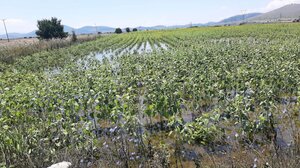 Κοζάνη: Εκατοντάδες στρέμματα καλλιεργειών βυθισμένα στο νερό στον κάμπο Μαυροδεντρίου