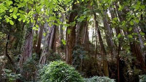 Πυρκαγιές και κλιματική αλλαγή απειλούν τα παρθένα δάση της Γεωργίας