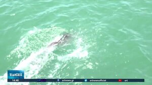 Όλο και περισσότερα δελφίνια στον Θερμαϊκό Κόλπο