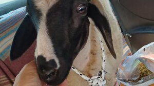 Η ιστορία του Μπέλλο, της κατσίκας που σώθηκε και υιοθετήθηκε από vegan φάρμα