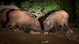 Ο «πόλεμος» του αγριογούρουνου στην ηπειρωτική Ελλάδα