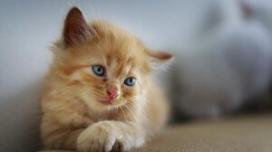 Νέα υπόθεση κακοποίησης ζώων στο Ρέθυμνο