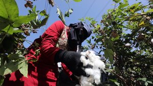 Συρρικνώνεται συνεχώς η παγκόσμια παραγωγή βαμβακιού