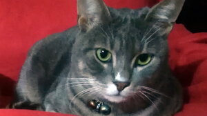 Οι γάτες μπορούν να διακρίνουν αν το «αφεντικό» τους μιλάει σε αυτές ή σε άλλον