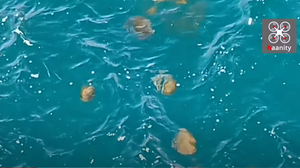 «Στρατιά» από μέδουσες διασχίζει τα «τρελά νερά» της Χαλκίδας