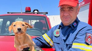 Οι πυροσβέστες έσωσαν τον Καφετούλη και τώρα του ψάχνουν οικογένεια!