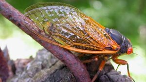 Γιατί τα τζιτζίκια δεν σταματούν να μας παίρνουν τα αυτιά