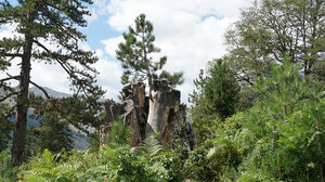 Ένα νέο δέντρο "γεννιέται" μέσα από 'νεκρό' κορμό!