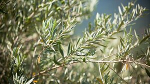 Αναρτήθηκαν τα εβδομαδιαία δελτία άρδευσης για την ελιά