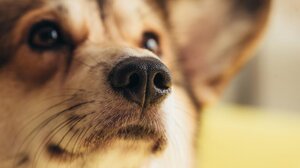 Από τη μηχανή στον ... δρόμο εξαιτίας ενός σκύλου