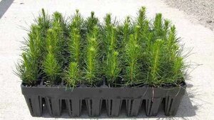 Διάθεση δασικών δενδρυλλίων από το φυτώριο Φοινικιάς